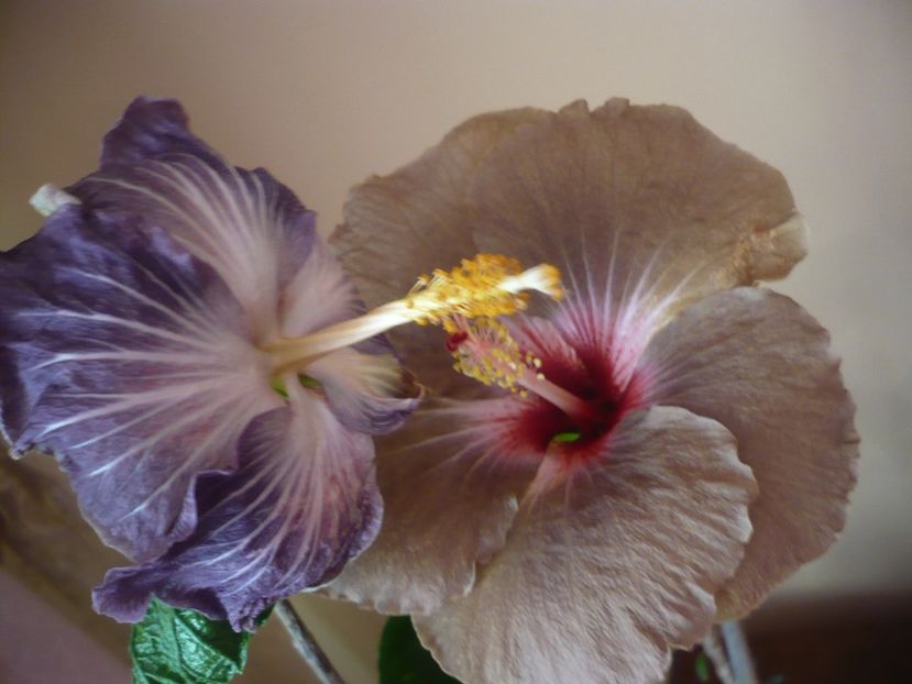 P1360655 - HIBISCUSI 2018-1