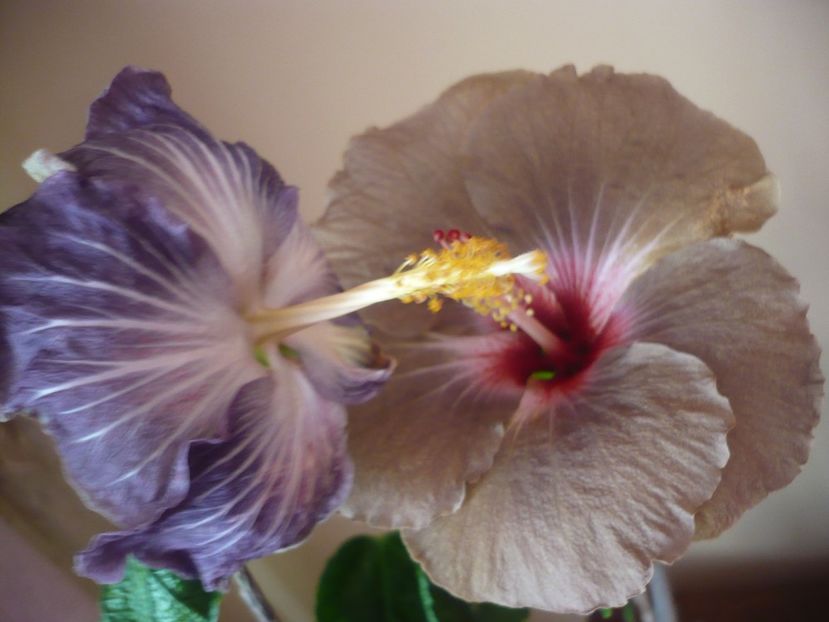 P1360656 - HIBISCUSI 2018-1