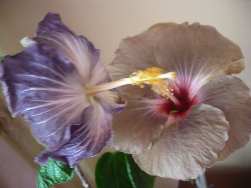 P1360657 - HIBISCUSI 2018-1