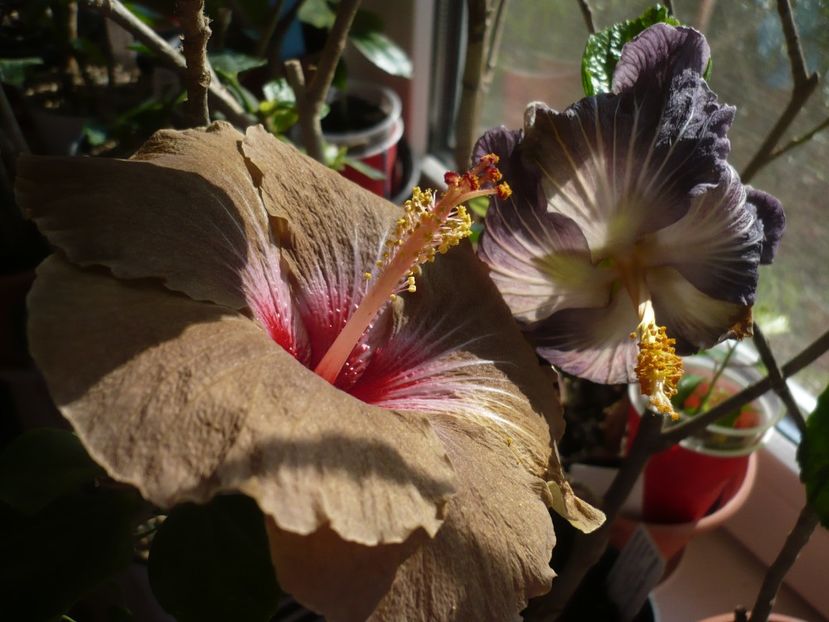 P1360658 - HIBISCUSI 2018-1