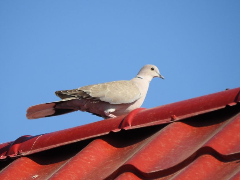 Guguștiuc (Streptopelia decaocto) - FOTOGRAFIE