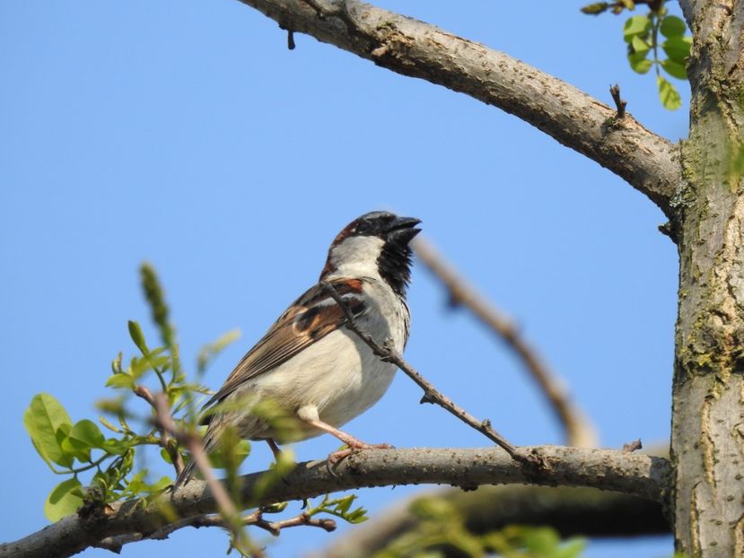 Vrabia de casă (Passer domesticus) - FOTOGRAFIE