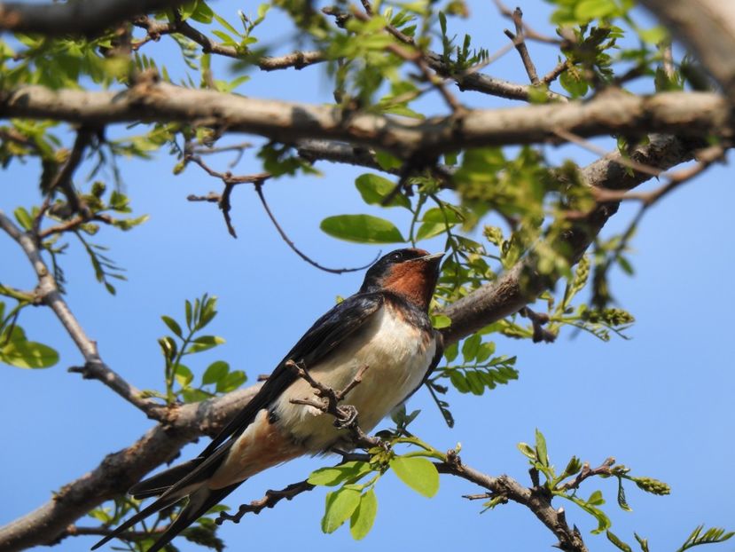 Rândunica (Hirundo rustica) - FOTOGRAFIE