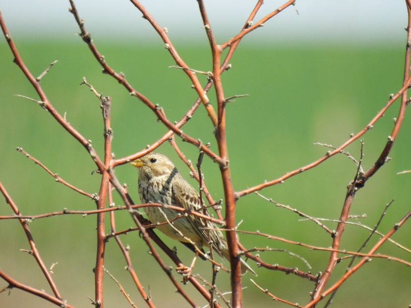 Presură sură (Emberiza calandra) - FOTOGRAFIE