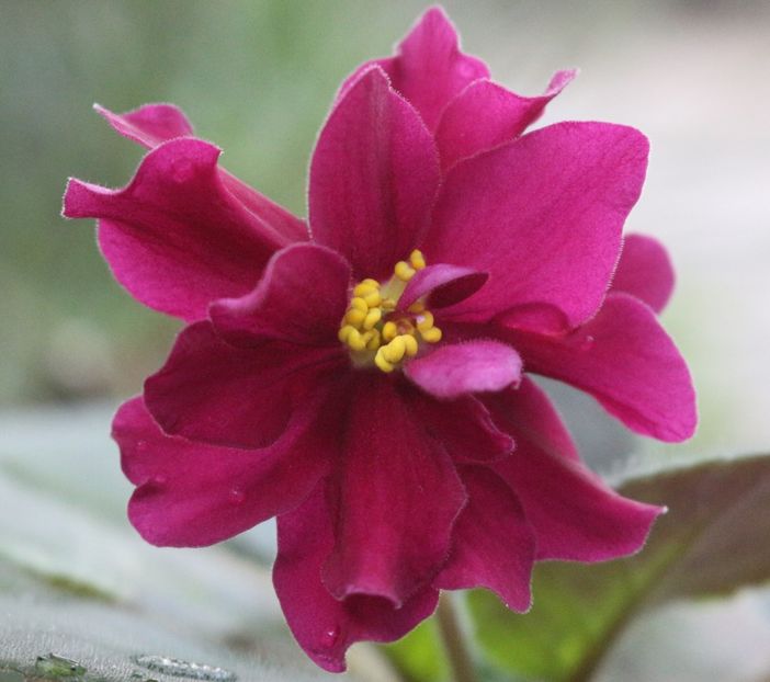 LE - Vega - LE - Vega