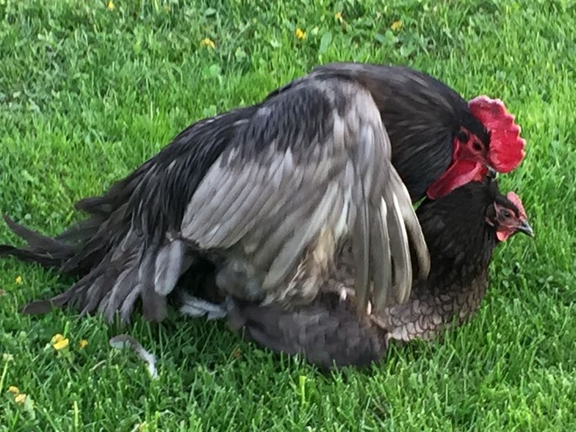  - Găini australorp