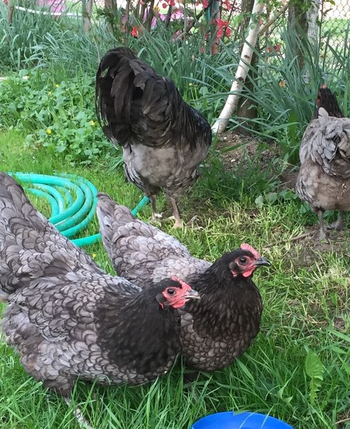  - Găini australorp