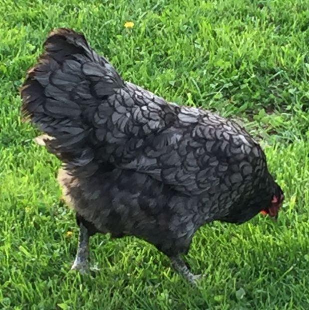  - Găini australorp
