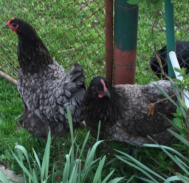  - Găini australorp