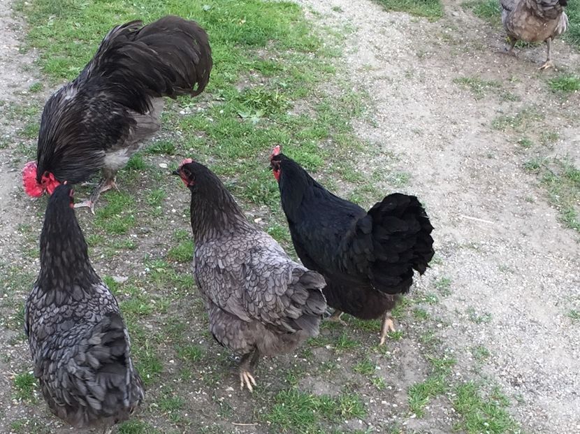  - Găini australorp