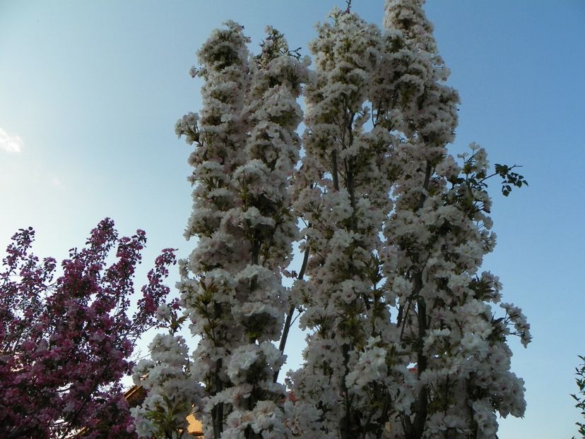 prunus Amanogawa - Copacei si arbusti 2018