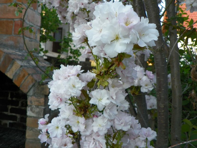 prunus Amanogawa - Copacei si arbusti 2018