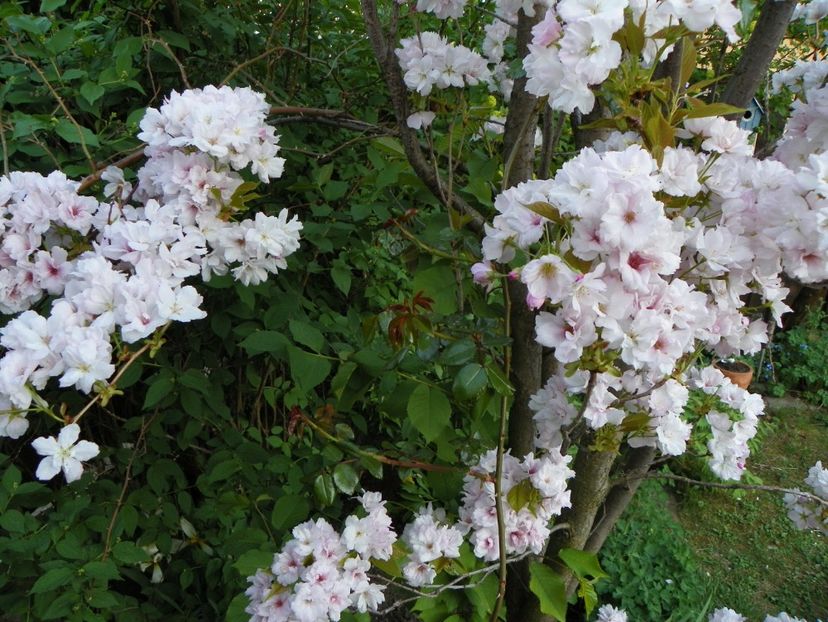 prunus Amanogawa - Copacei si arbusti 2018