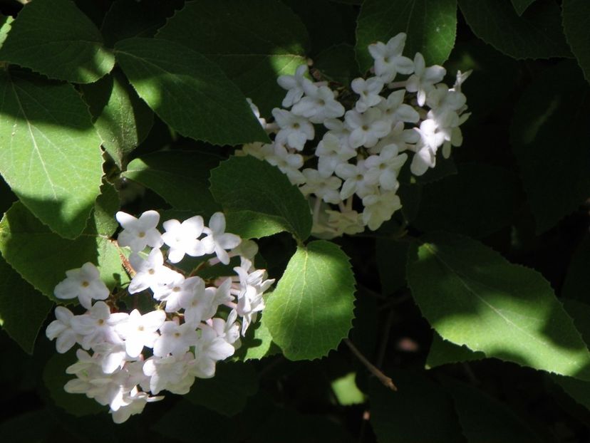 viburnum carlesii - Copacei si arbusti 2018