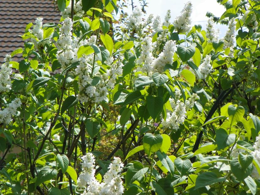 liliac alb batut - Copacei si arbusti 2018