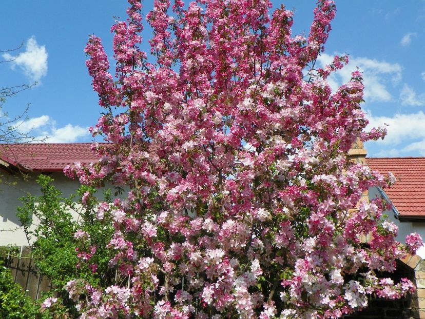 malus Rudolph - Copacei si arbusti 2018