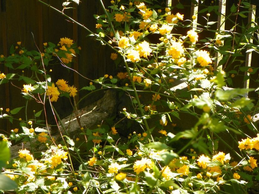 kerria japonica - Copacei si arbusti 2018