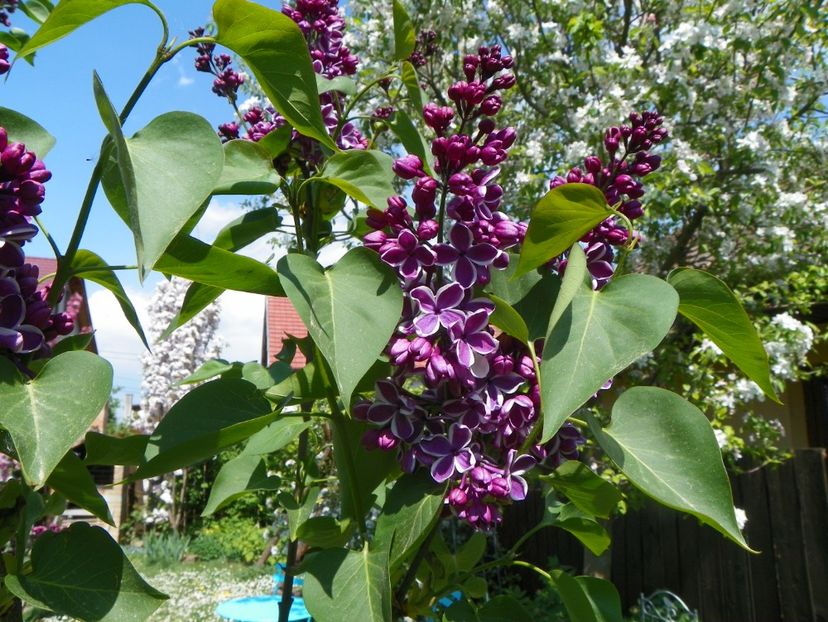 liliac Sensation - Copacei si arbusti 2018