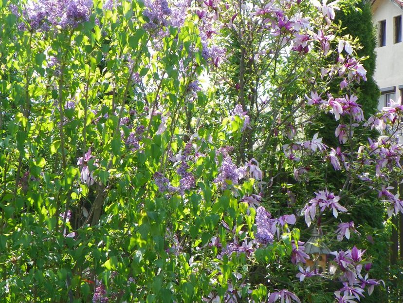 liliac Ruhm von Horstenstein - Copacei si arbusti 2018