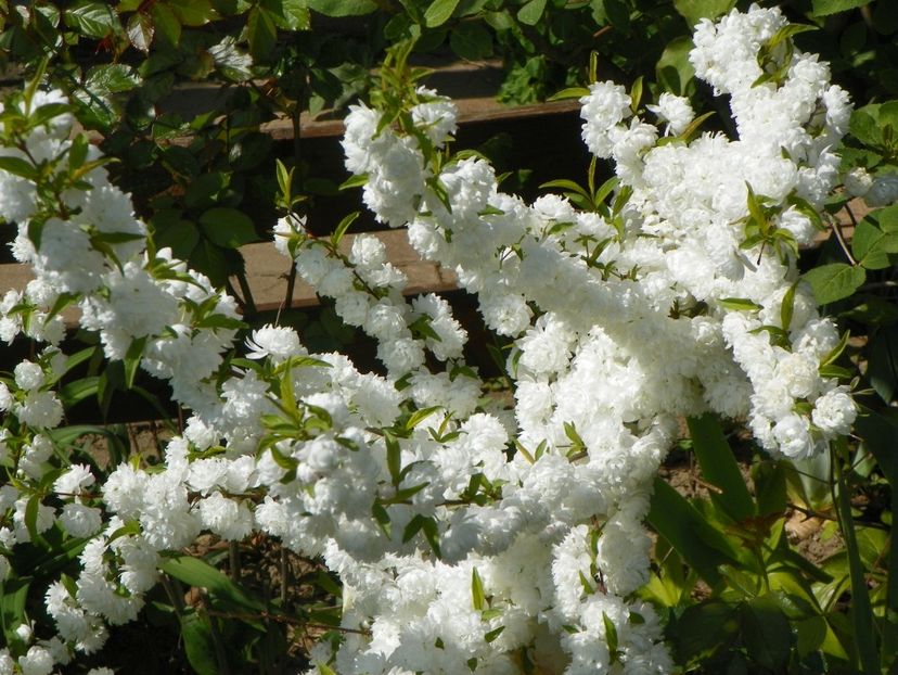 prunus glandulosa Alba Plena - Copacei si arbusti 2018