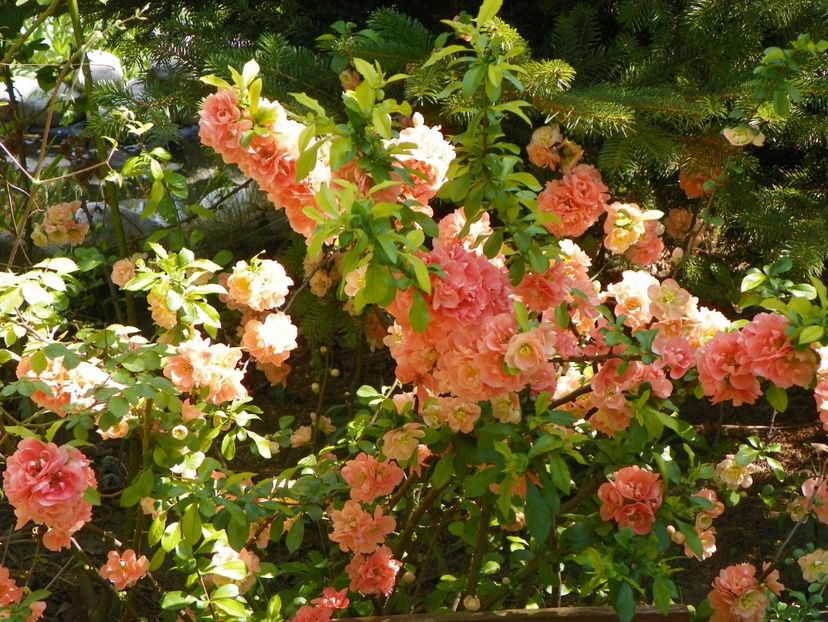 chaenomeles Cameo - Copacei si arbusti 2018