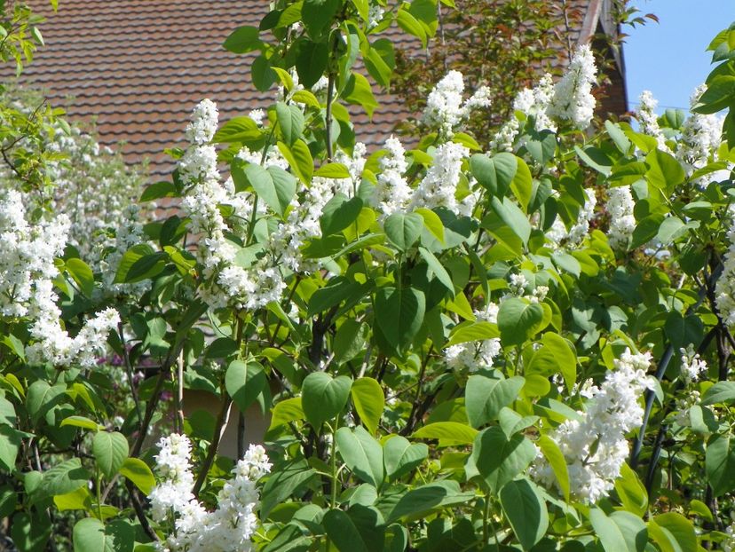 liliac alb batut - Copacei si arbusti 2018