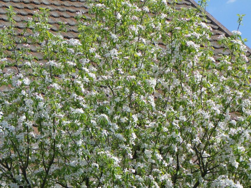 mar Golden Delicious - Copacei si arbusti 2018