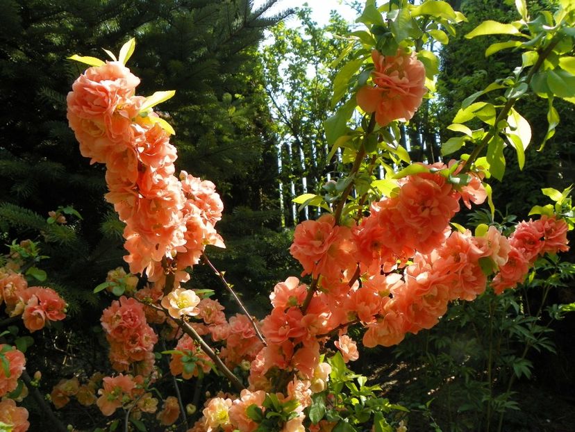 chaenomeles Cameo - Copacei si arbusti 2018