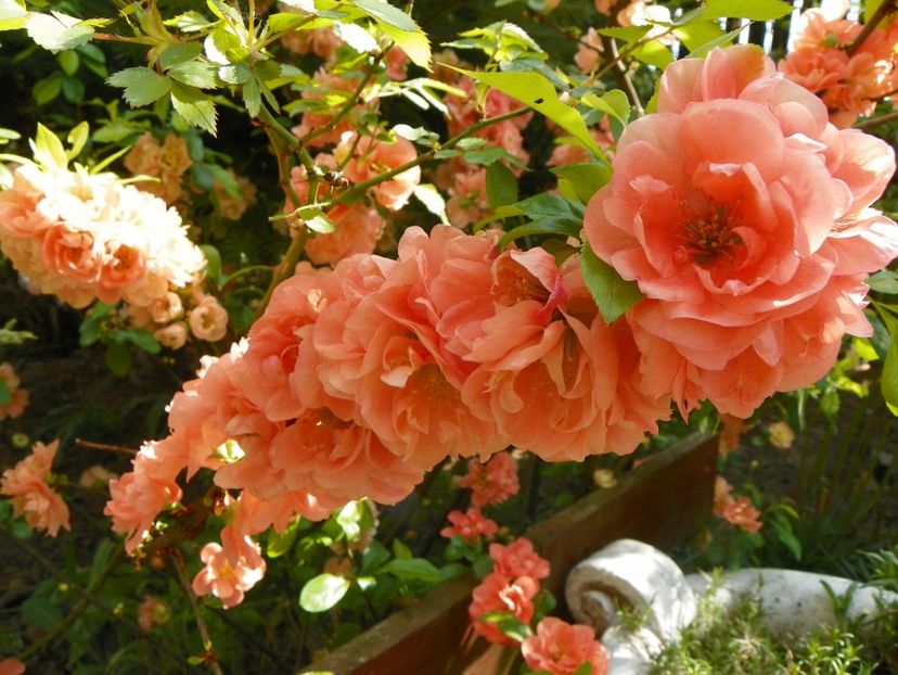 chaenomeles Cameo - Copacei si arbusti 2018