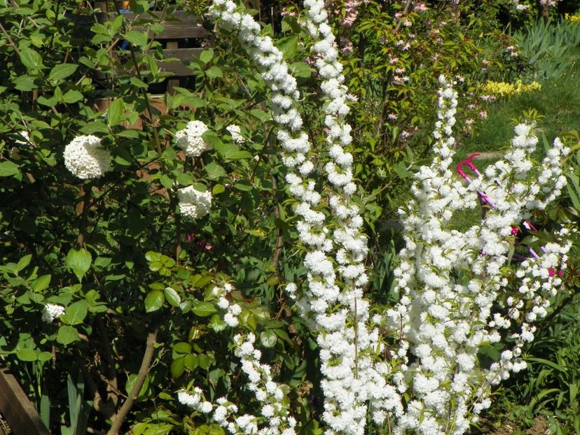 prunus glandulosa Alba Plena - Copacei si arbusti 2018