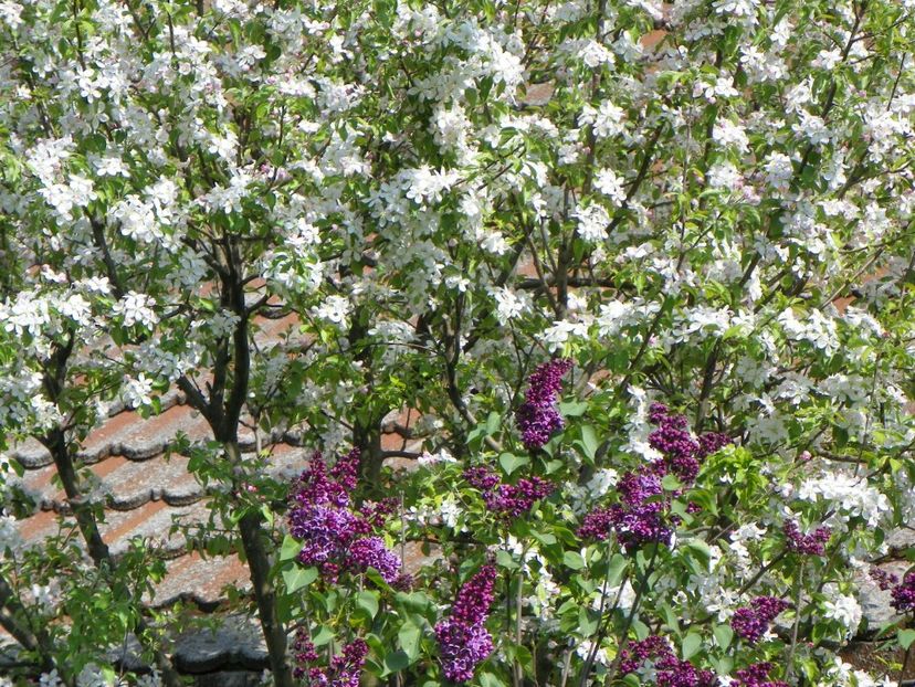 liliac Sensation si mar Golden - Copacei si arbusti 2018