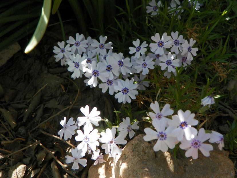 23 apr (56) - Phlox 2018