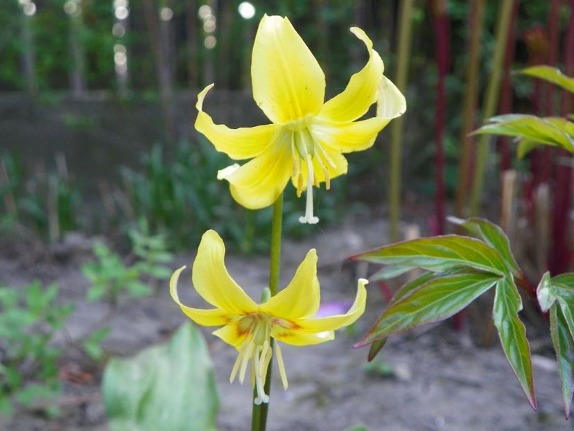 23 apr (14) - Primavara 2018