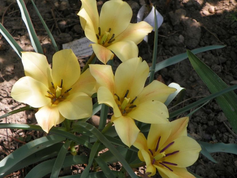 23 apr (16) - Primavara 2018