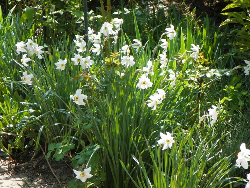 23 apr (22) - Primavara 2018