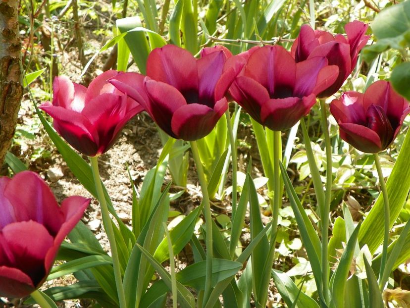 23 apr (24) - Primavara 2018