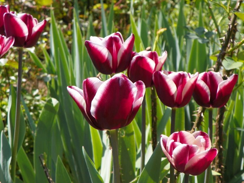 23 apr (27) - Primavara 2018