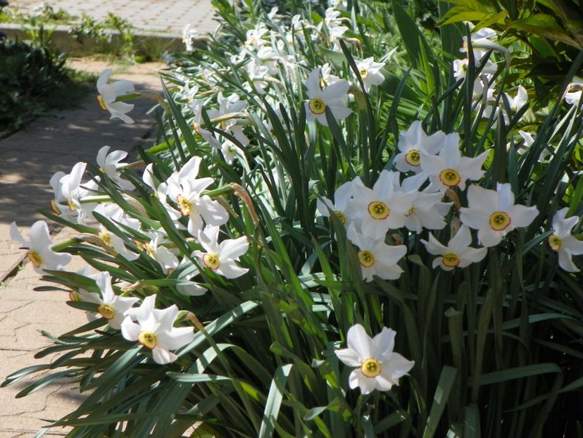 23 apr (53) - Primavara 2018