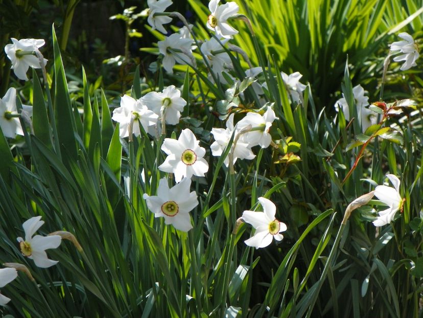 23 apr (63) - Primavara 2018