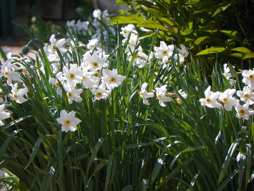 23 apr (64) - Primavara 2018