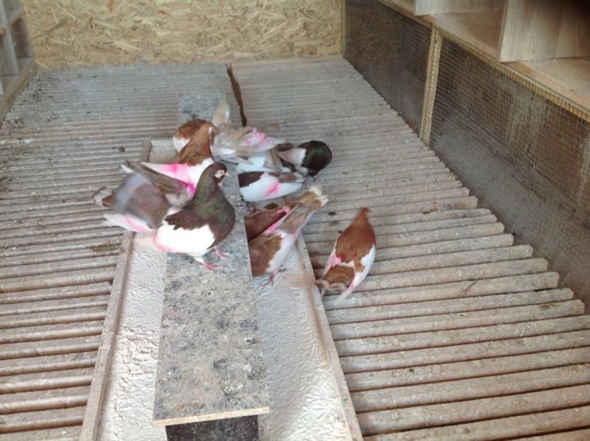 [ag2 - Pagi de Iasi 2018