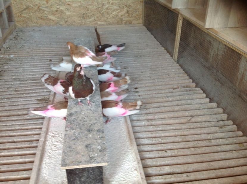 Scan 1 - Pagi de Iasi 2018