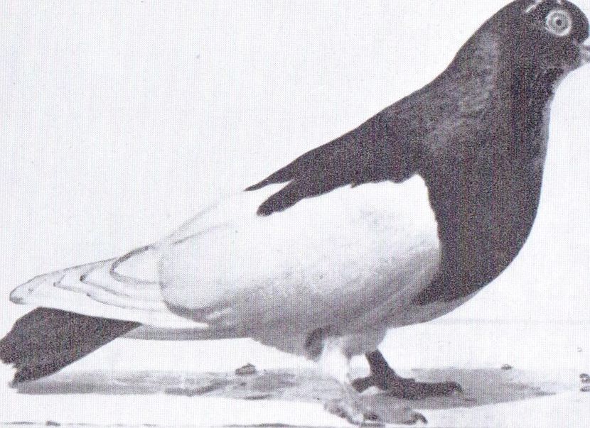 Scan2 - Pagi de Iasi 2018