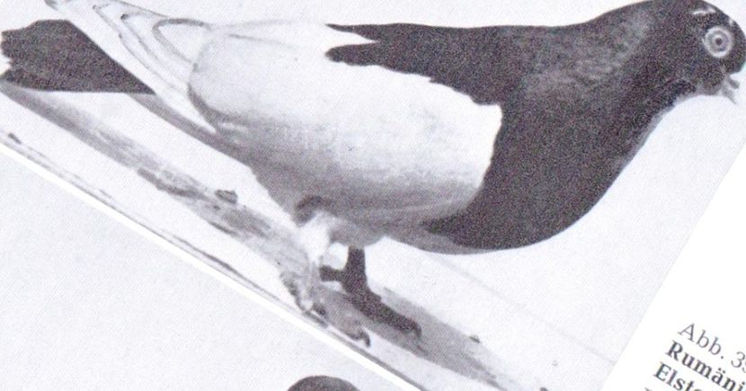 Scan6 - Pagi de Iasi 2018