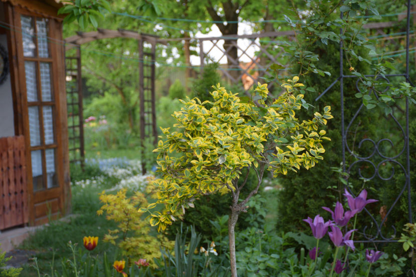 Evonimus emerald gold - 2018_23 Aprilie_lalele II