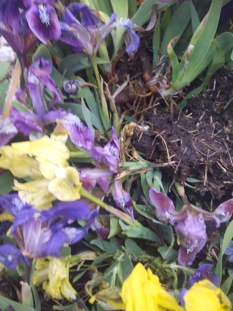  - Irisi de pe deal 2018