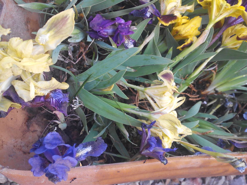  - Irisi de pe deal 2018