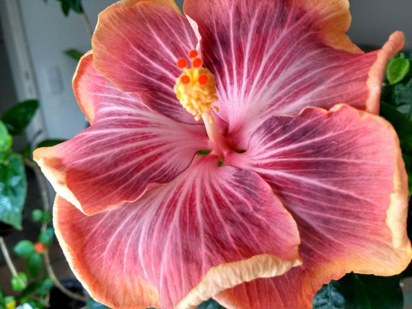 30768325_1925262784213827_2113493809_o - Tahitian Purple Ripple