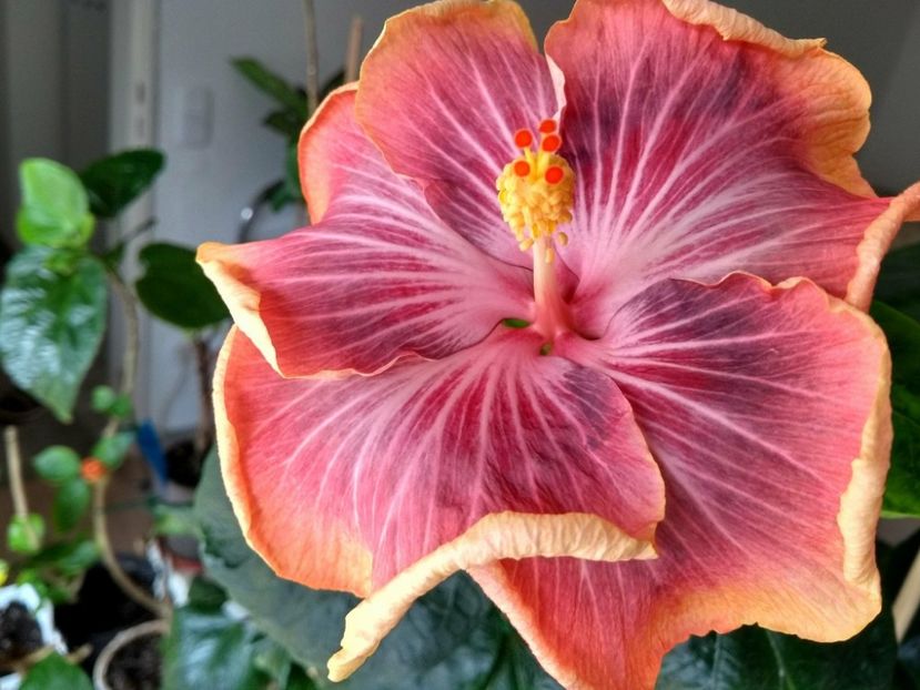 30769160_1925262904213815_852748098_o - Tahitian Purple Ripple