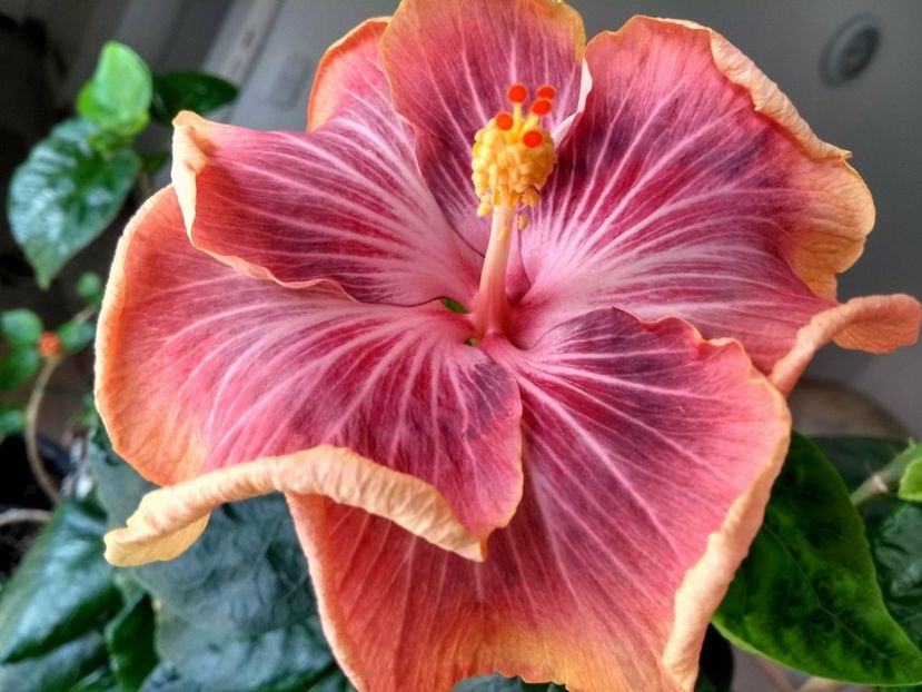 30771590_1925262834213822_1545380556_o - Tahitian Purple Ripple